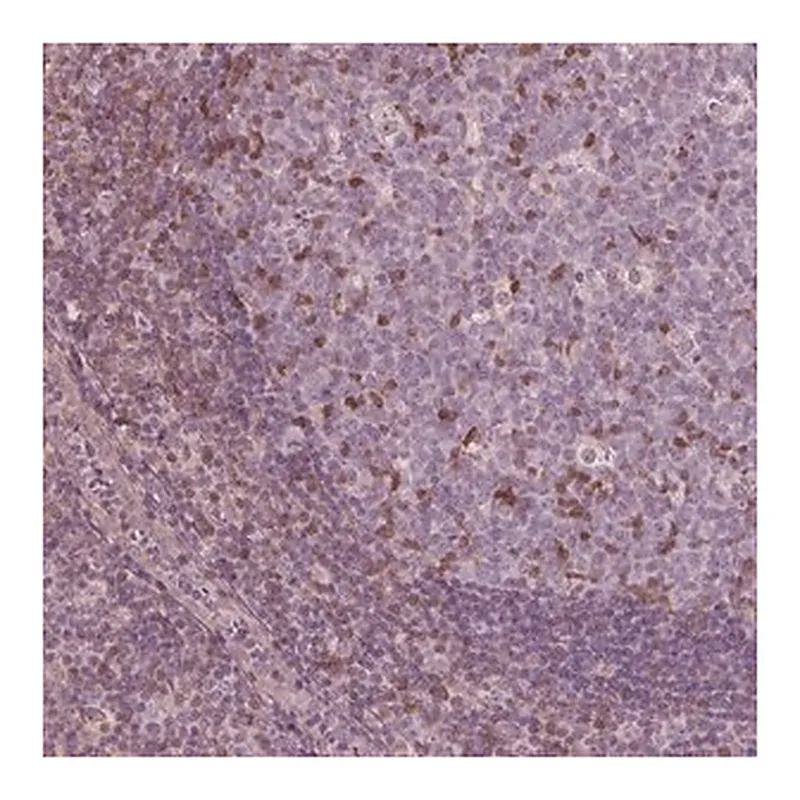 Merck Anti-ING3 antibody produced in rabbit