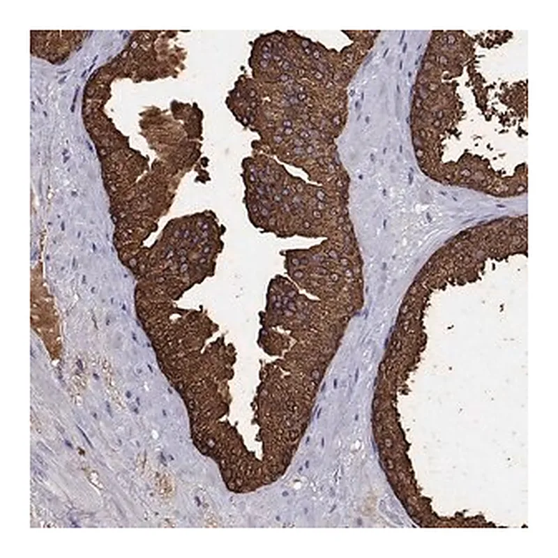 Merck Anti-UMODL1 antibody produced in rabbit