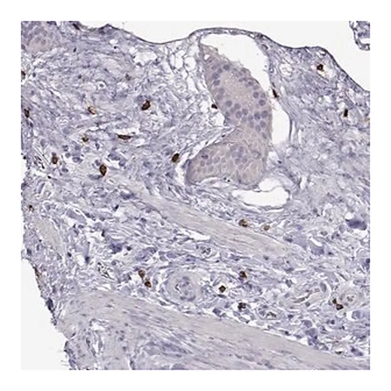 Merck Anti-CFAP44 antibody produced in rabbit