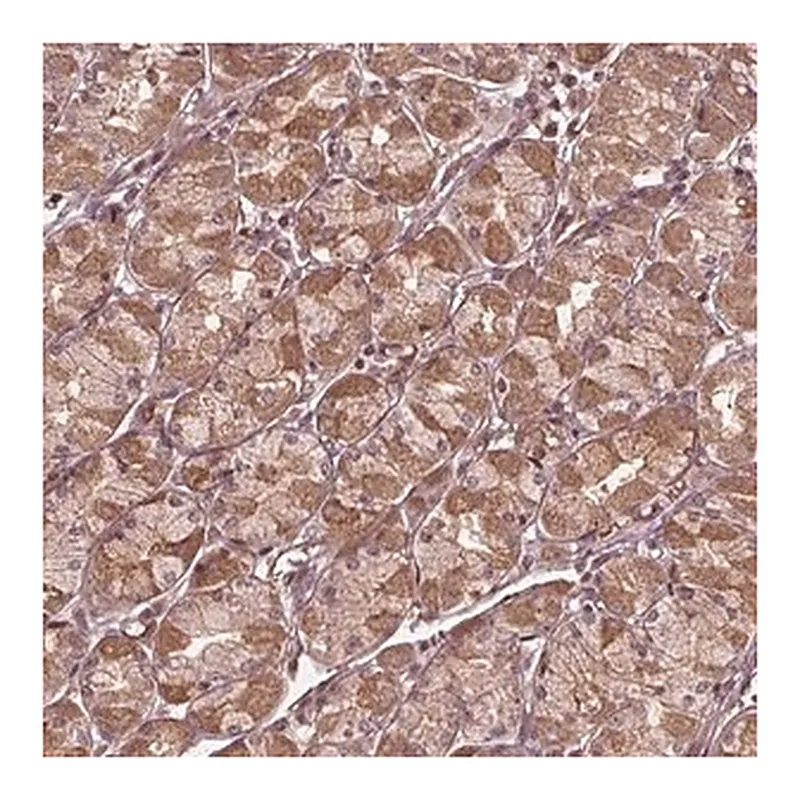 Merck Anti-CDKL4 antibody produced in rabbit