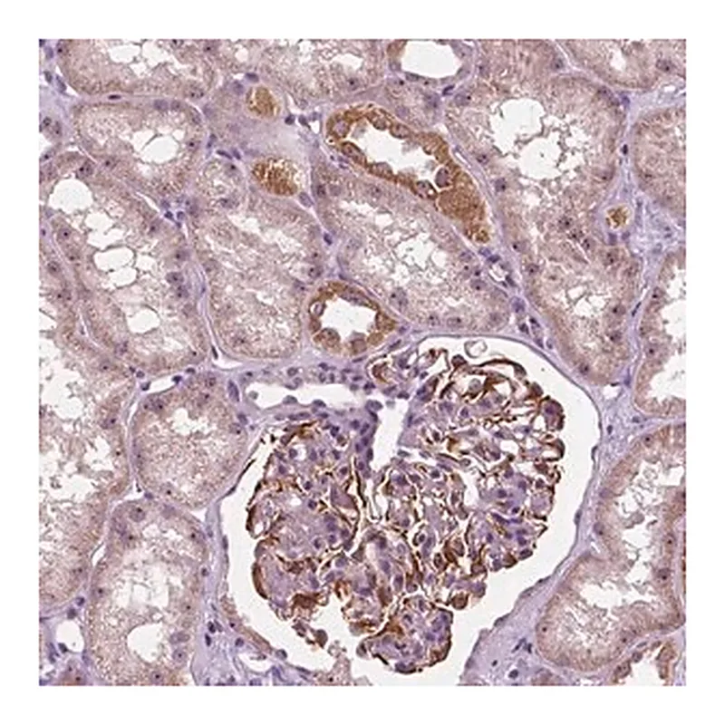 Merck Anti-ODF3L2 antibody produced in rabbit