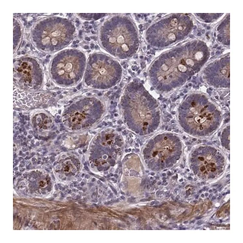 Merck Anti-FBXW2 antibody produced in rabbit