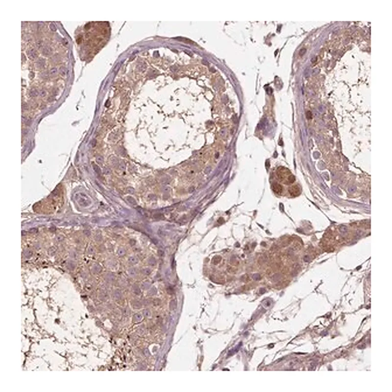 Merck Anti-GJA9 antibody produced in rabbit