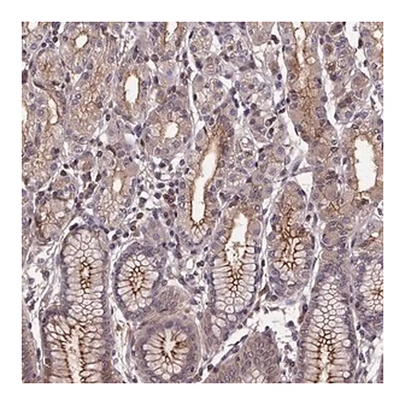 Merck Anti-FASTKD3 antibody produced in rabbit