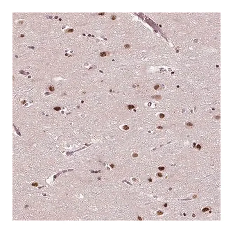 Merck Anti-MED6 antibody produced in rabbit