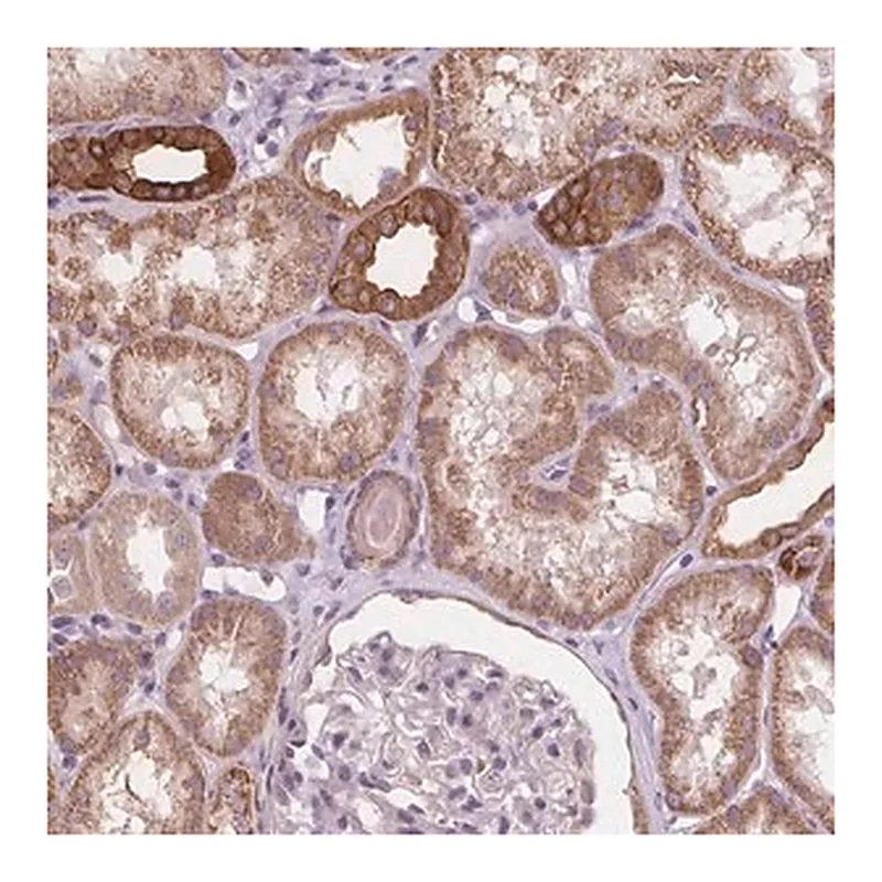 Merck Anti-RAB20 antibody produced in rabbit