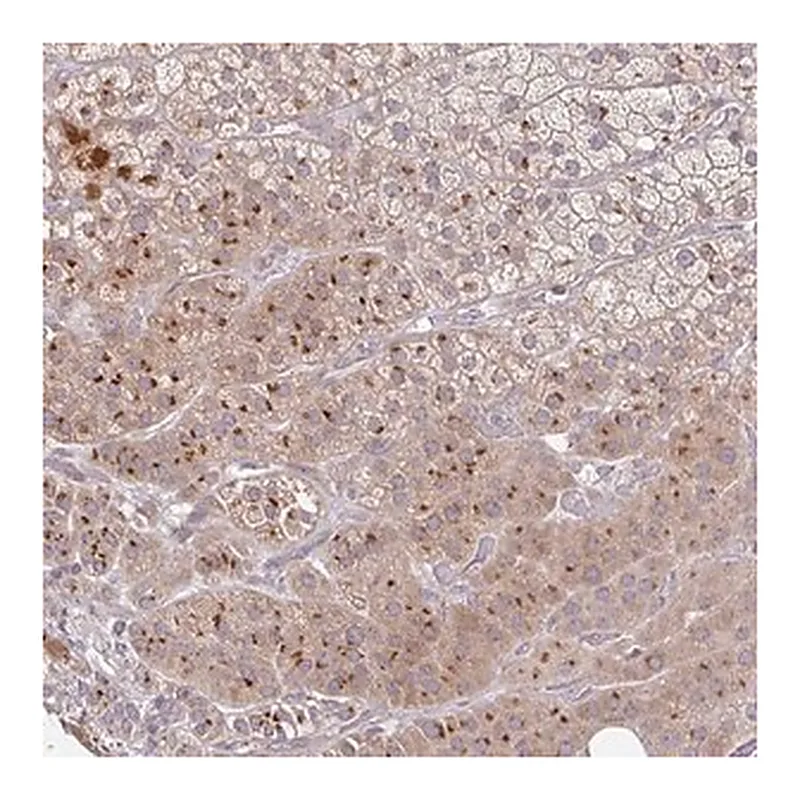 Merck Anti-MOB1A antibody produced in rabbit