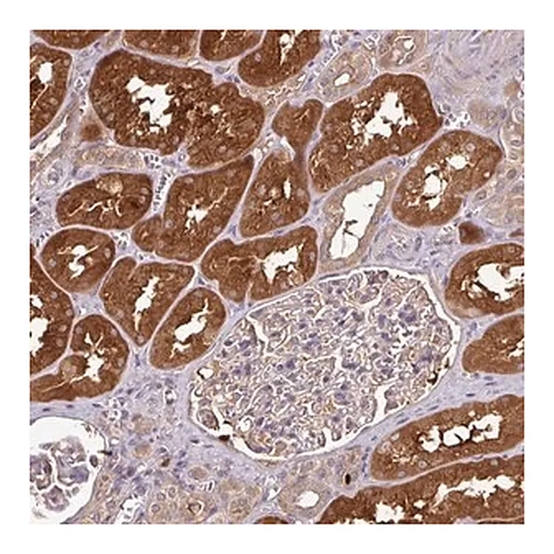 Merck Anti-GNPDA1 antibody produced in rabbit