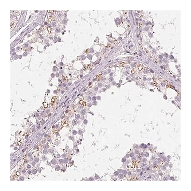 Merck Anti-C19orf84 antibody produced in rabbit