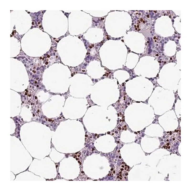 Merck Anti-CELF6 antibody produced in rabbit