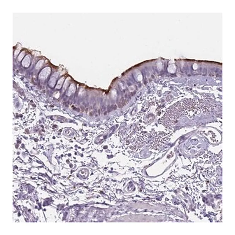 Merck Anti-NWD2 antibody produced in rabbit