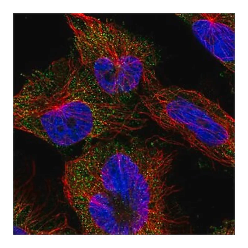Merck Anti-EFL1 antibody produced in rabbit