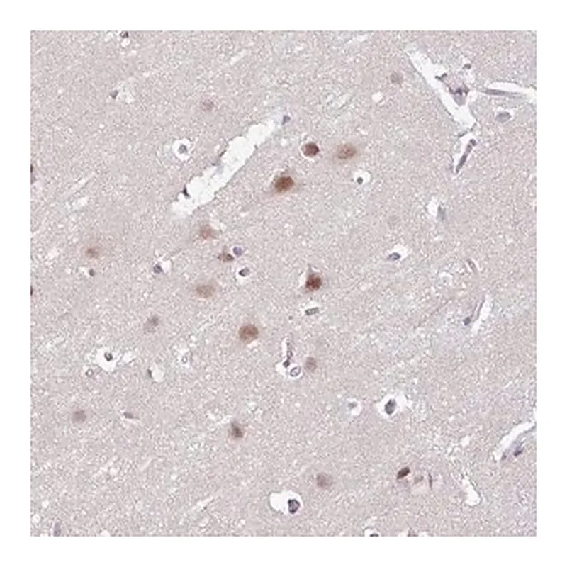 Merck Anti-ACTR3 antibody produced in rabbit
