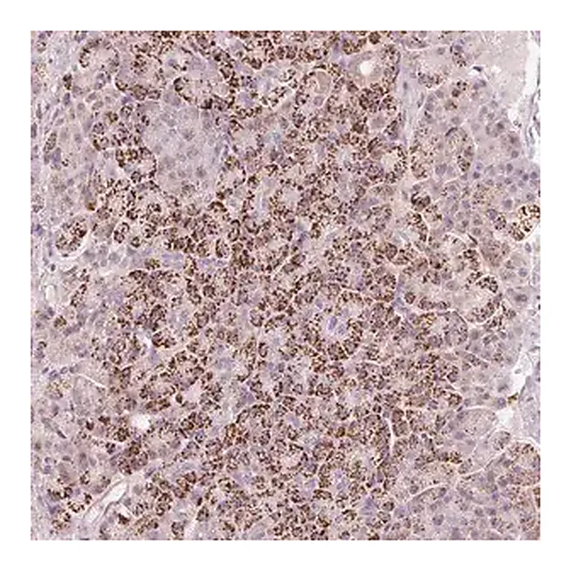 Merck Anti-RNF39 antibody produced in rabbit