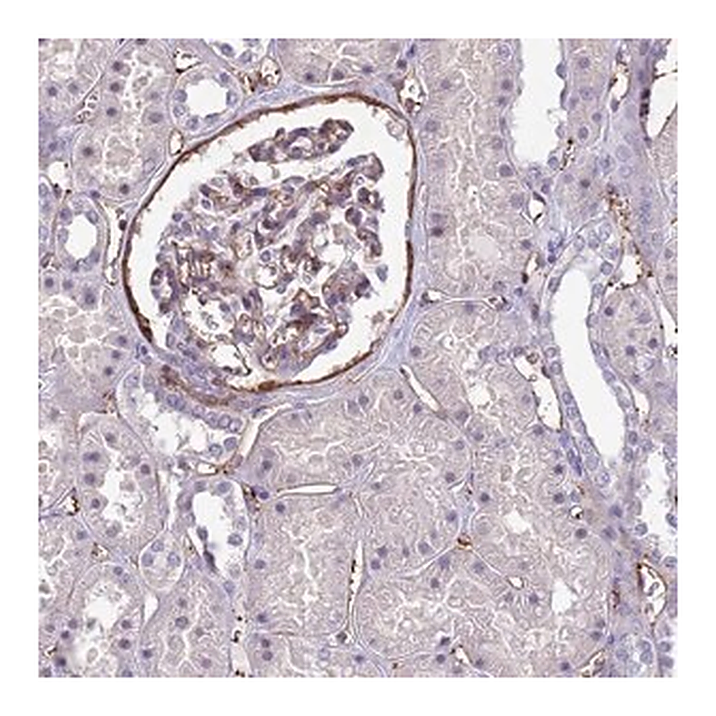 Merck Anti-EHD2 antibody produced in rabbit