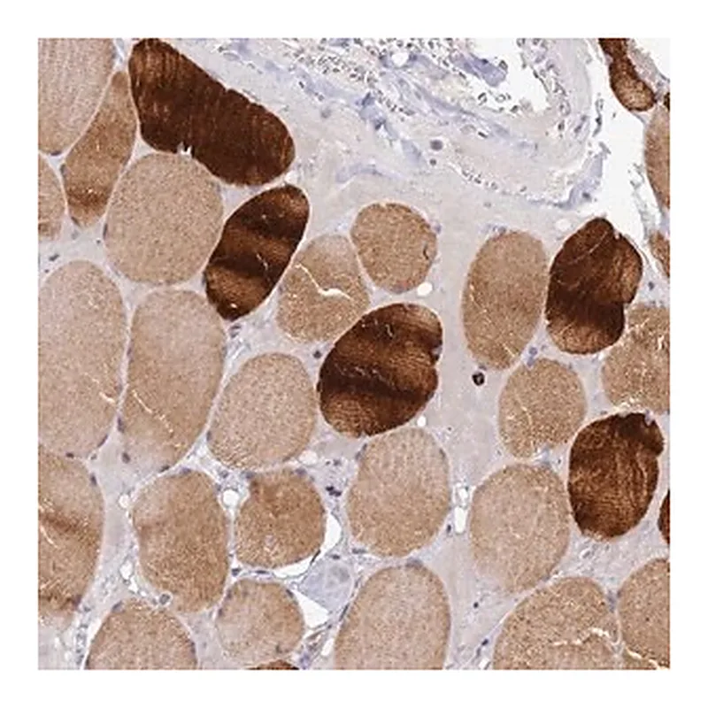 Merck Anti-CXorf65 antibody produced in rabbit