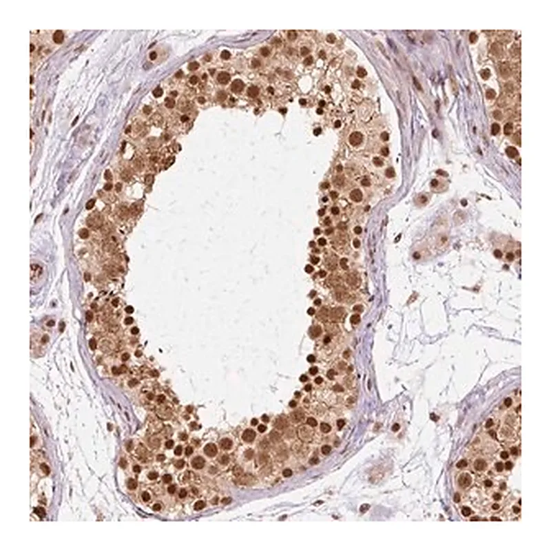 Merck Anti-CSTF1 antibody produced in rabbit