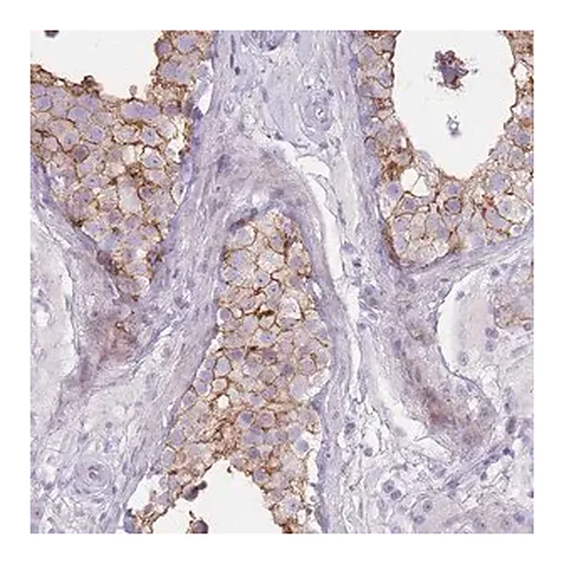 Merck Anti-UTP14C antibody produced in rabbit
