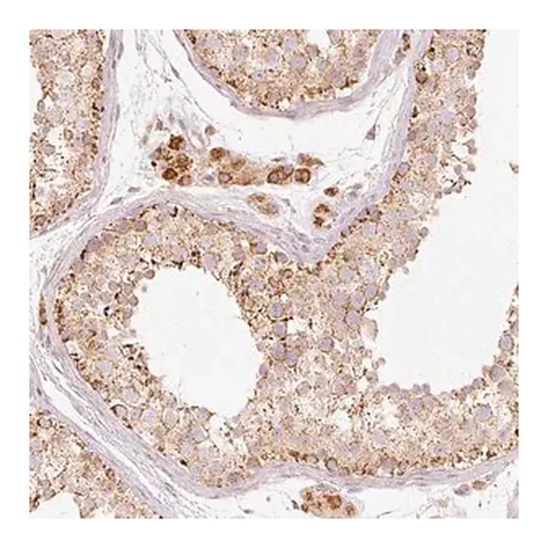 Merck Anti-PSENEN antibody produced in rabbit