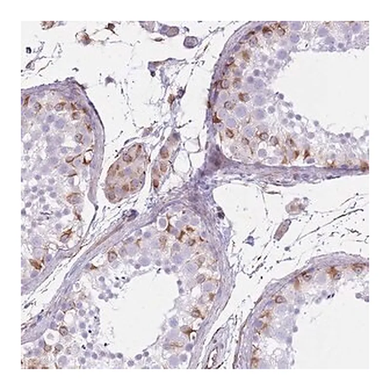 Merck Anti-PTCD1 antibody produced in rabbit
