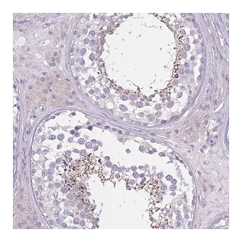 Merck Anti-PDHA2 antibody produced in rabbit