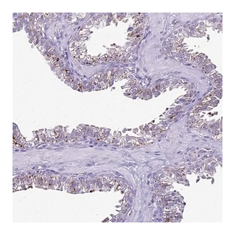 Merck Anti-LRRC10B antibody produced in rabbit