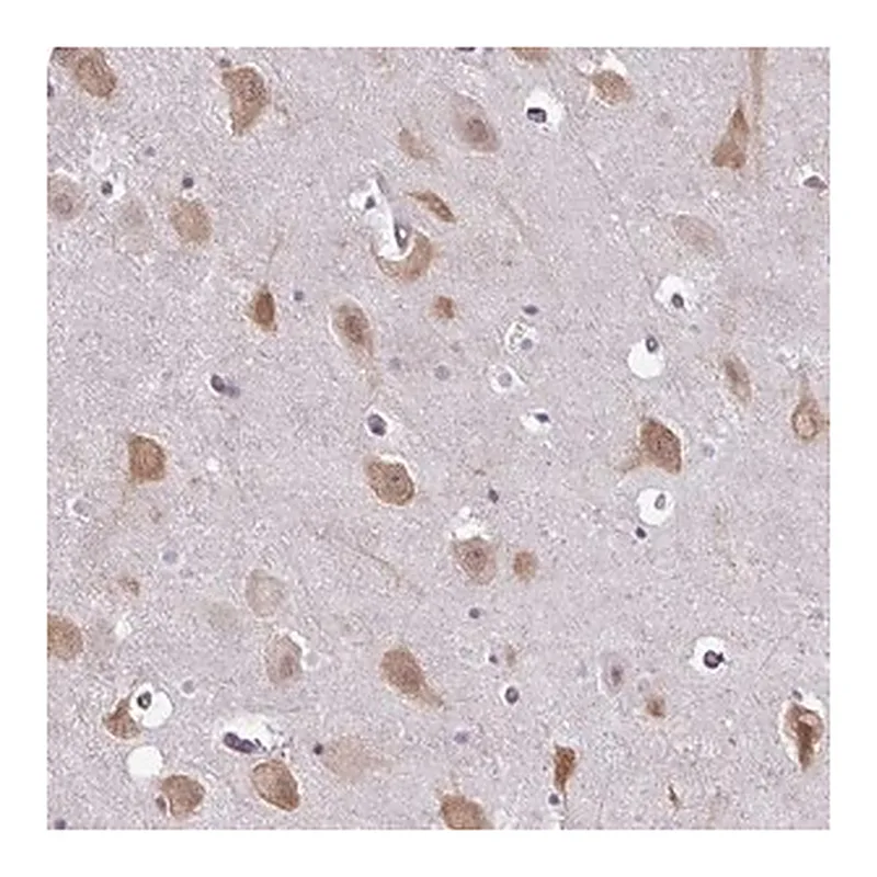 Merck Anti-RBM4 antibody produced in rabbit