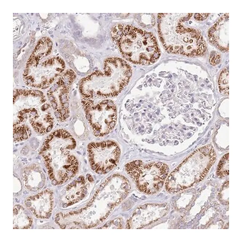 Merck Anti-OAZ2 antibody produced in rabbit