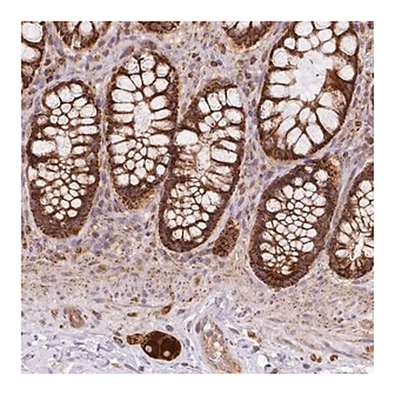 Merck Anti-PRELID3B antibody produced in rabbit