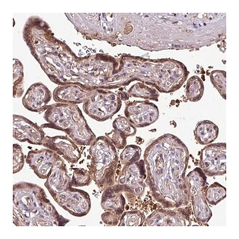 Merck Anti-SIRPB2 antibody produced in rabbit