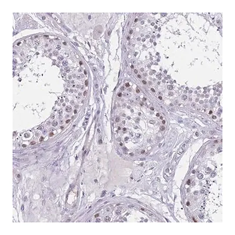 Merck Anti-BOP1 antibody produced in rabbit