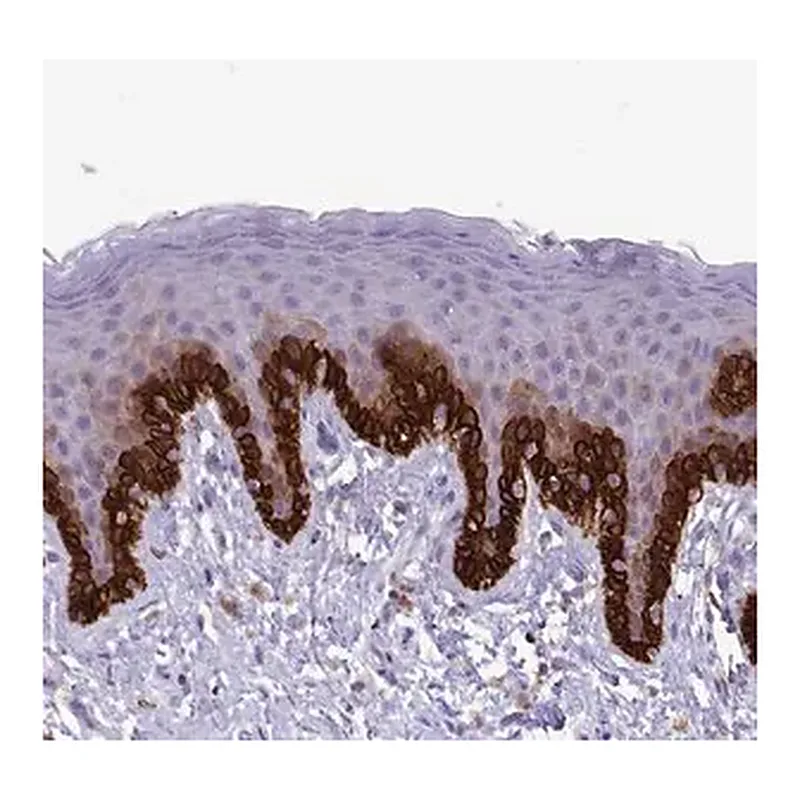 Merck Anti-RAC1 antibody produced in rabbit