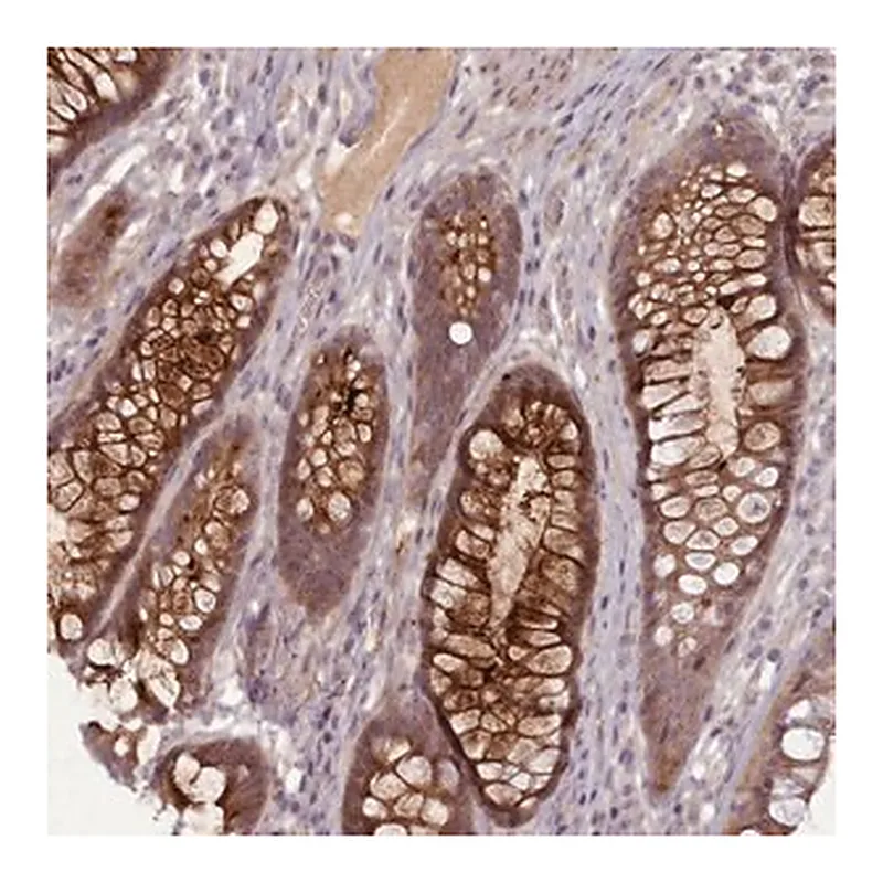 Merck Anti-LEFTY1 antibody produced in rabbit