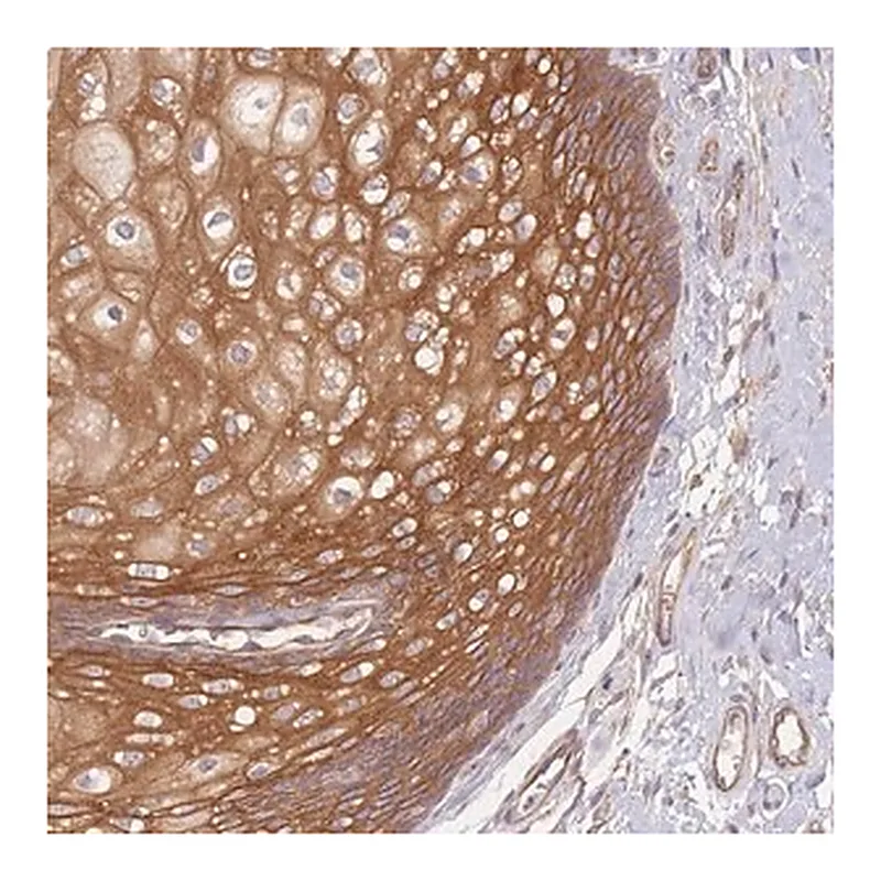 Merck Anti-WDR93 antibody produced in rabbit