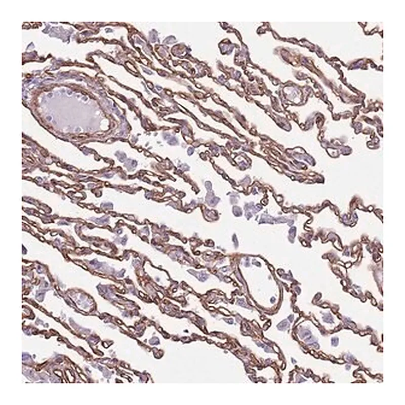Merck Anti-CTDSPL antibody produced in rabbit