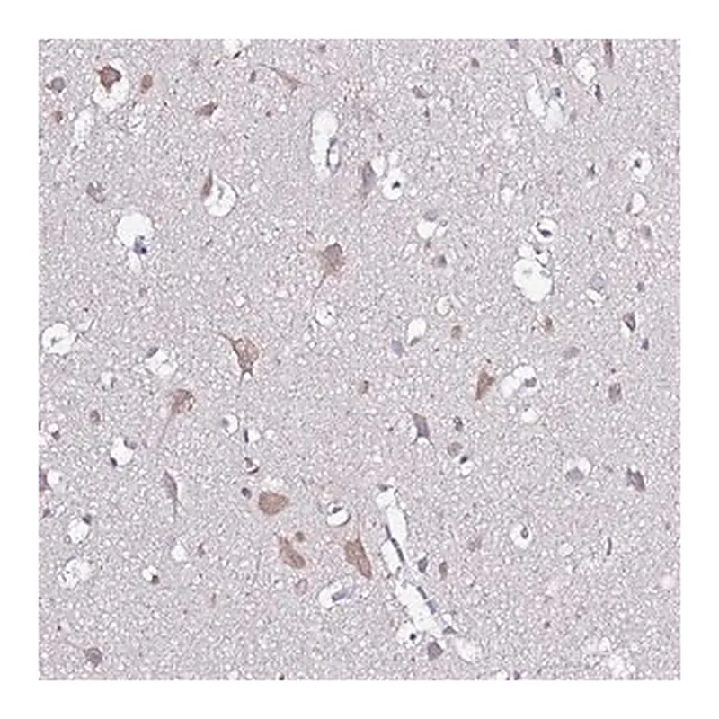 Merck Anti-GLCE antibody produced in rabbit
