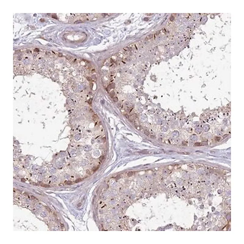 Merck Anti-CCDC150 antibody produced in rabbit