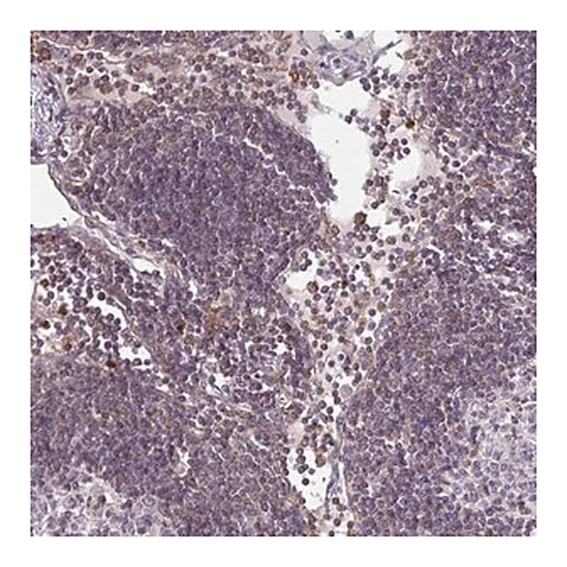 Merck Anti-CSF3R antibody produced in rabbit