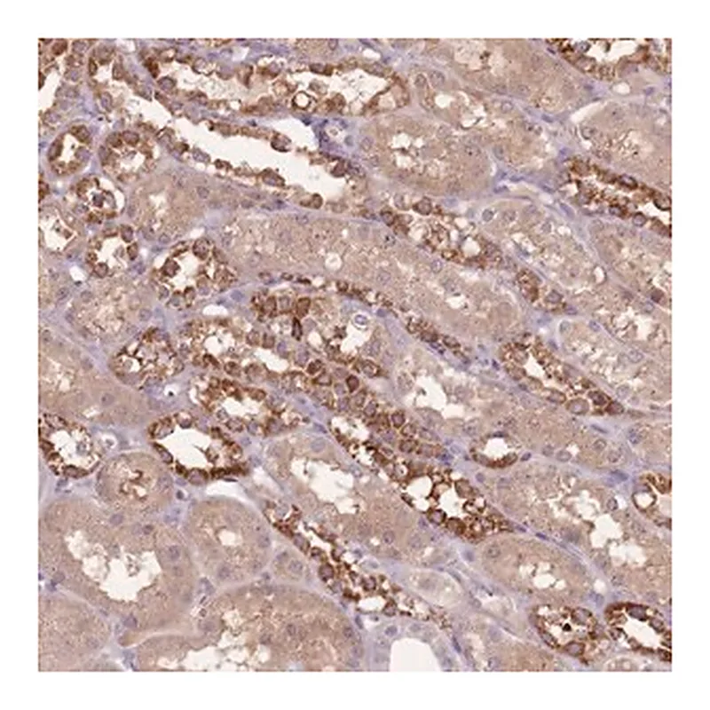 Merck Anti-FECH antibody produced in rabbit