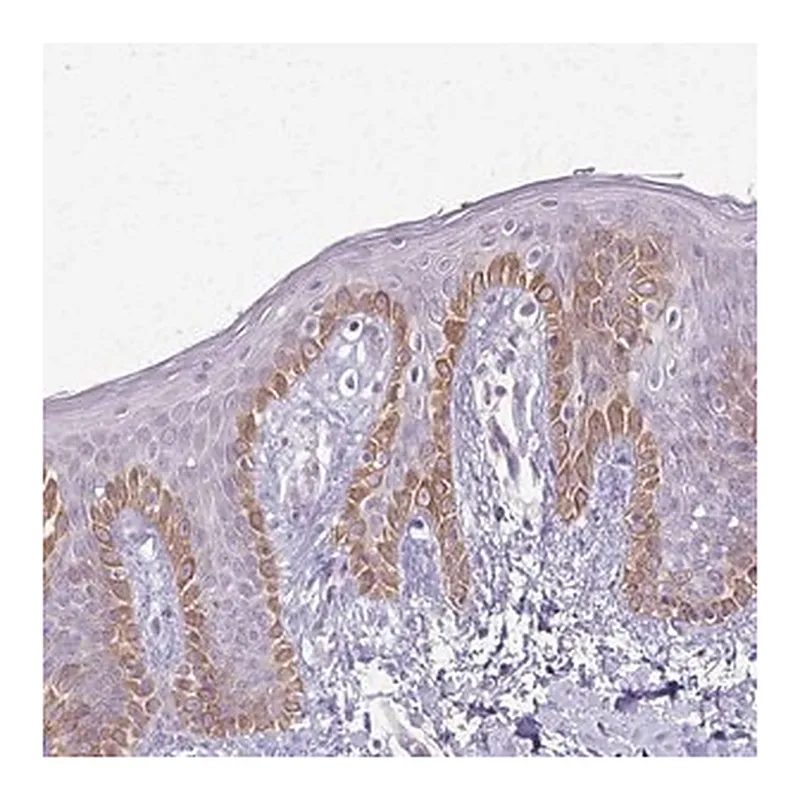 Merck Anti-SLC35E2 antibody produced in rabbit