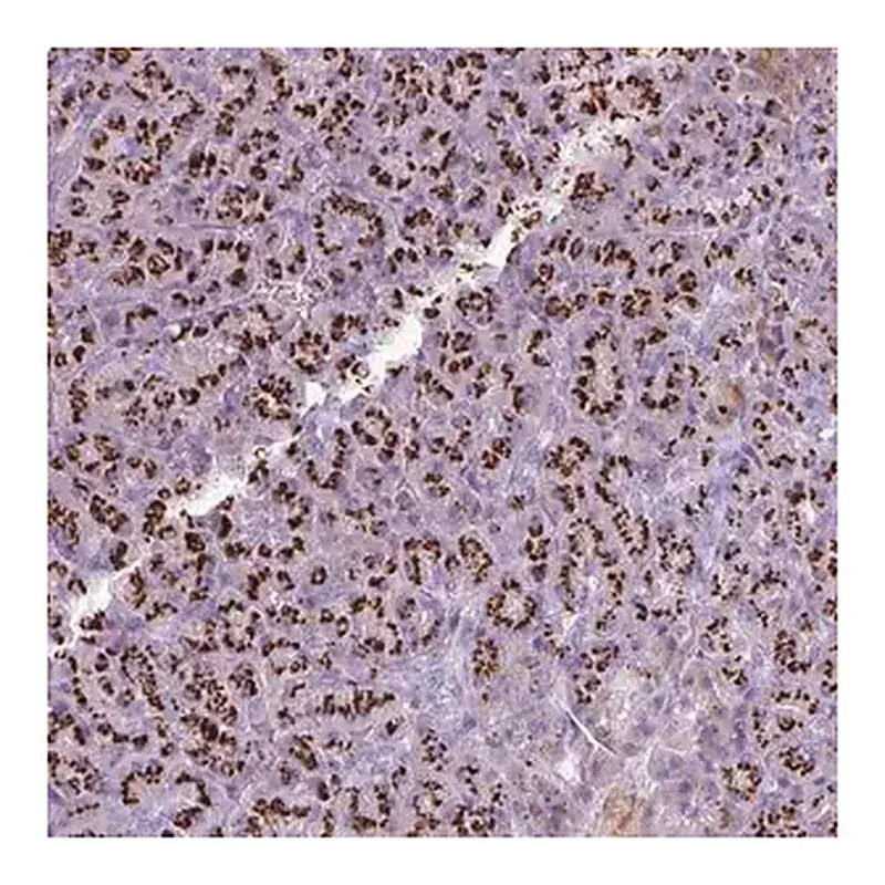 Merck Anti-FAM43A antibody produced in rabbit