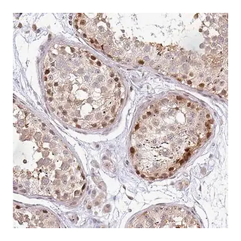Merck Anti-MAZ antibody produced in rabbit