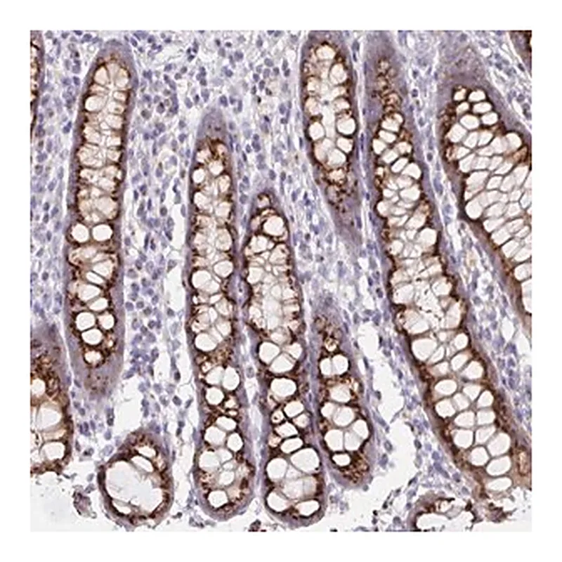 Merck Anti-PRR36 antibody produced in rabbit