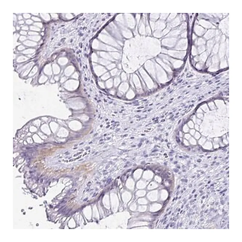 Merck Anti-C19orf73 antibody produced in rabbit
