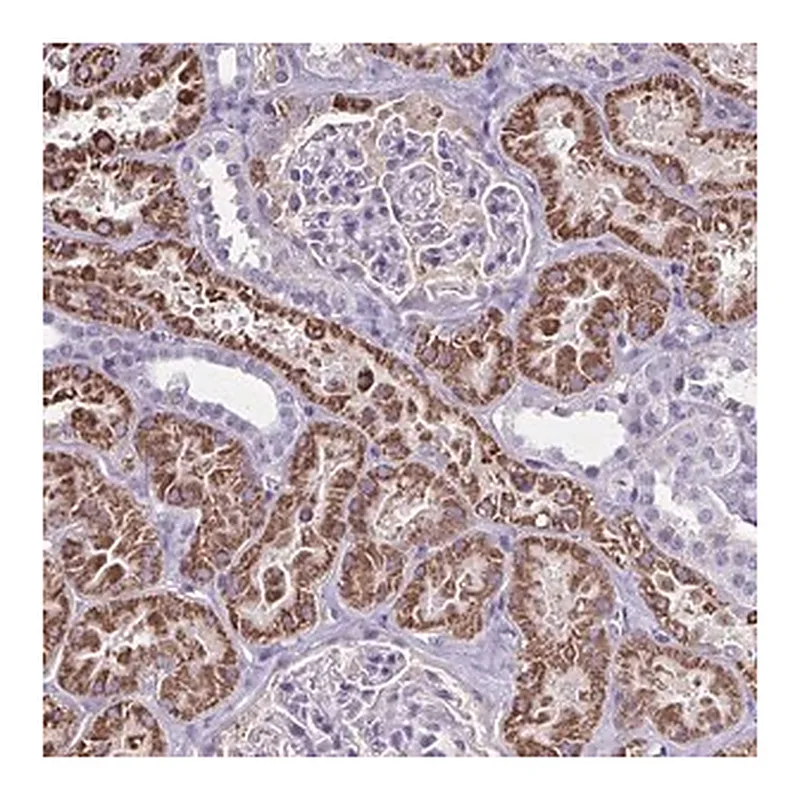 Merck Anti-GDF5OS antibody produced in rabbit