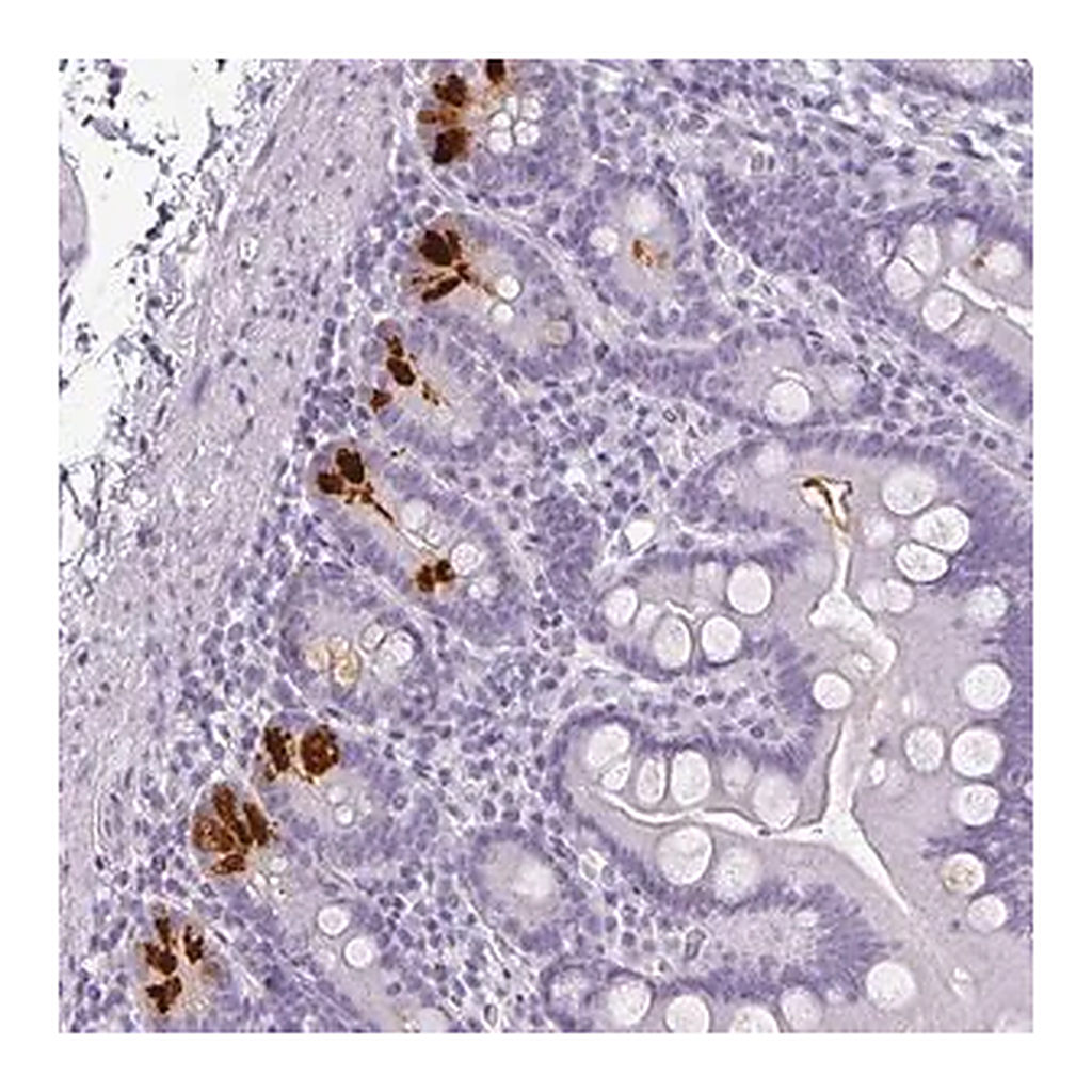 Merck Anti-REG3A antibody produced in rabbit