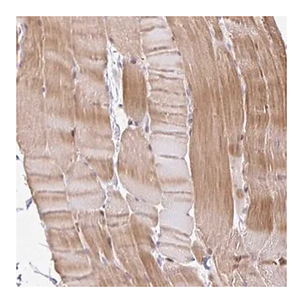 Merck Anti-KBTBD13 antibody produced in rabbit