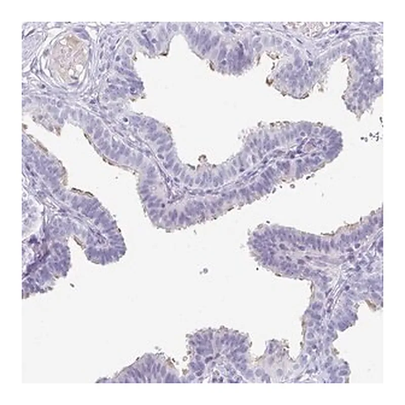 Merck Anti-CFAP69 antibody produced in rabbit