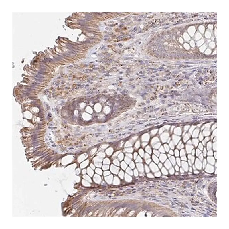 Merck Anti-NKX2-8 antibody produced in rabbit