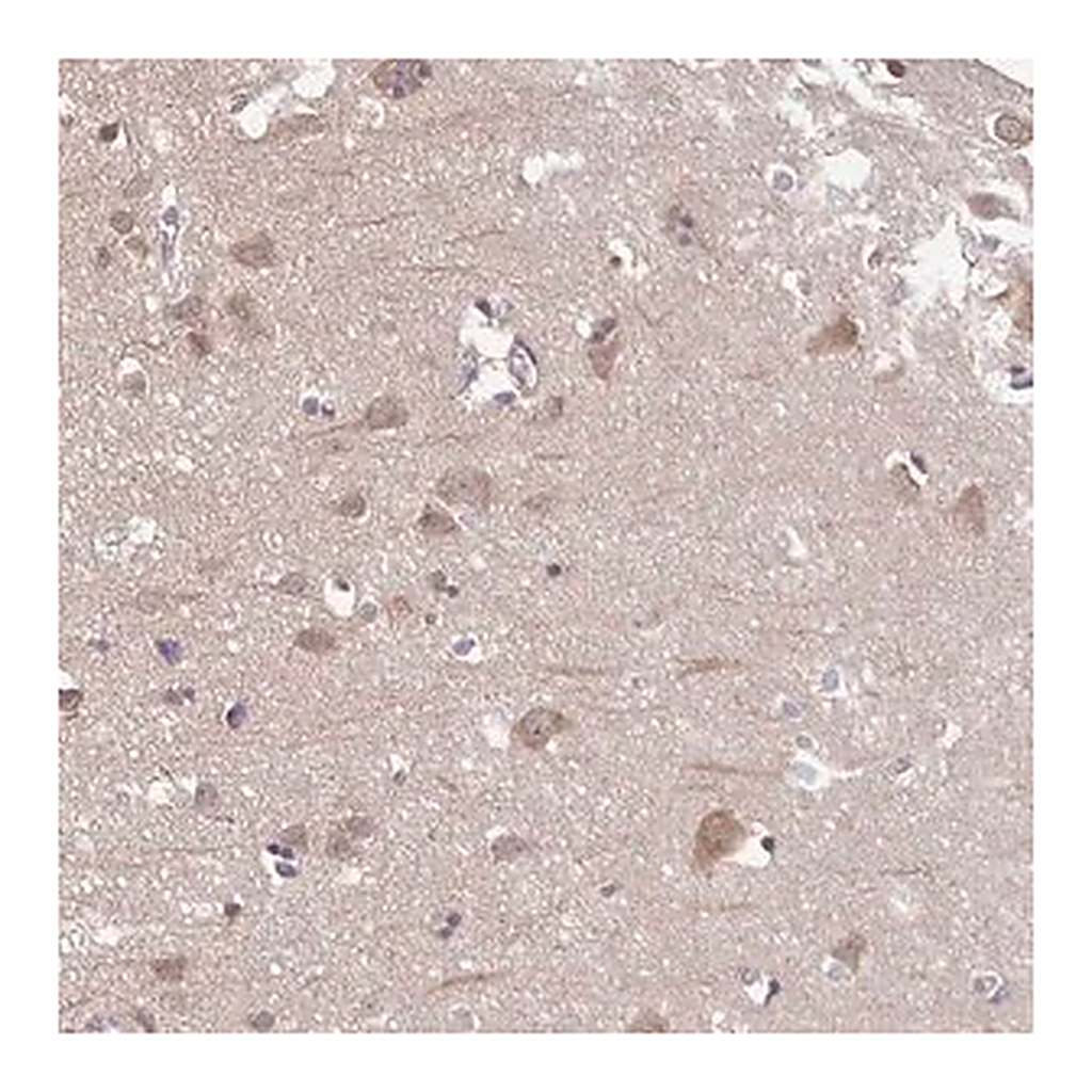 Merck Anti-PREPL antibody produced in rabbit